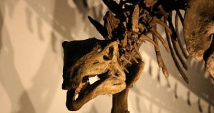 Fosil Naga Kematian Ditemukan di Argentina