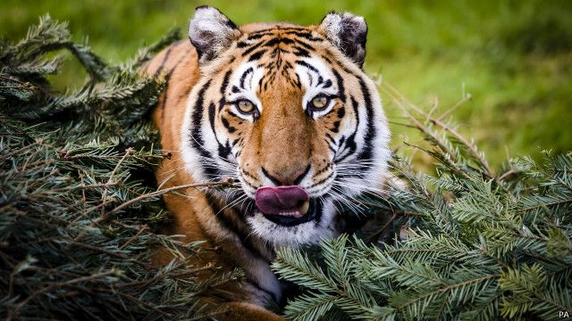  Untuk Pertama Kalinya Populasi Harimau Di Muka Bumi Meningkat