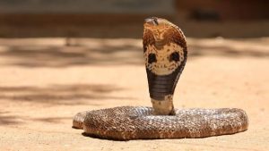 15 Fakta Menarik Tentang Ular King Kobra