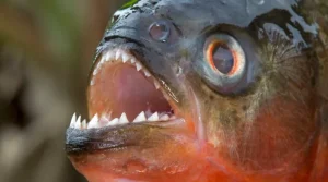 Fakta Unik tentang Piranha, Ikan Predator dari Amerika Selatan
