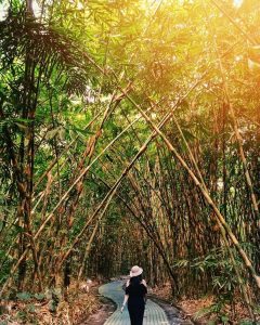 1. Tempat tinggal favoritnya adalah hutan bambu