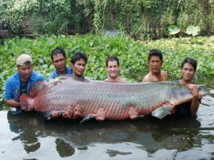 Viral Ikan Predator Raksasa Sungai Amazon