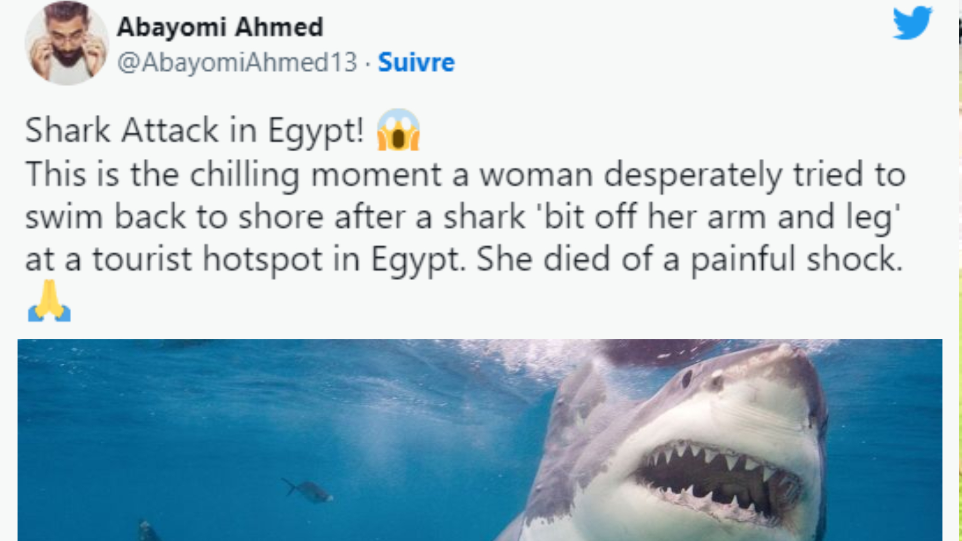 (Fuite)Vidéo d'une horrible attaque de requin sur la côte égyptienne de la mer Rouge