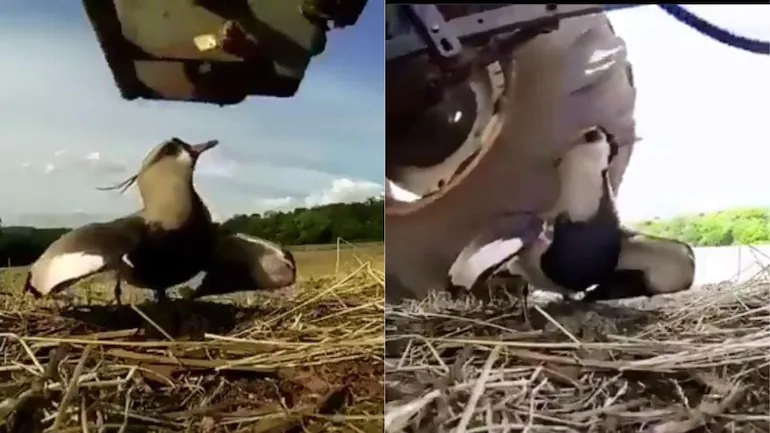viral mother bird video:Find other Interesting videos