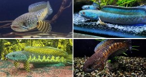 20 Jenis Ikan Gabus Hias Dan Ikan Channa Lengkap Dengan Gambarnya