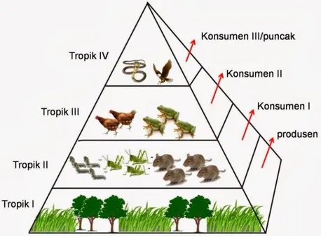 Pengertian Piramida Ekologi