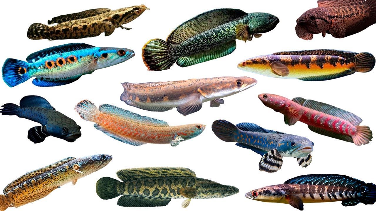 Ada 14 Jenis Ikan Gabus Yang Paling Indah Untuk Dipelihara Di Rumah 