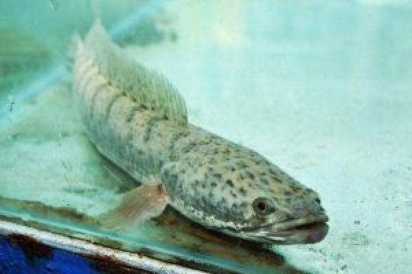 Info Angka Jitu Dan Kode Alam Tentang Ikan Gabus