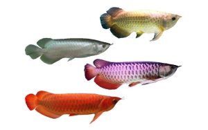 Jenis Ikan Arwana Paling Mahal Di Seluruh Dunia