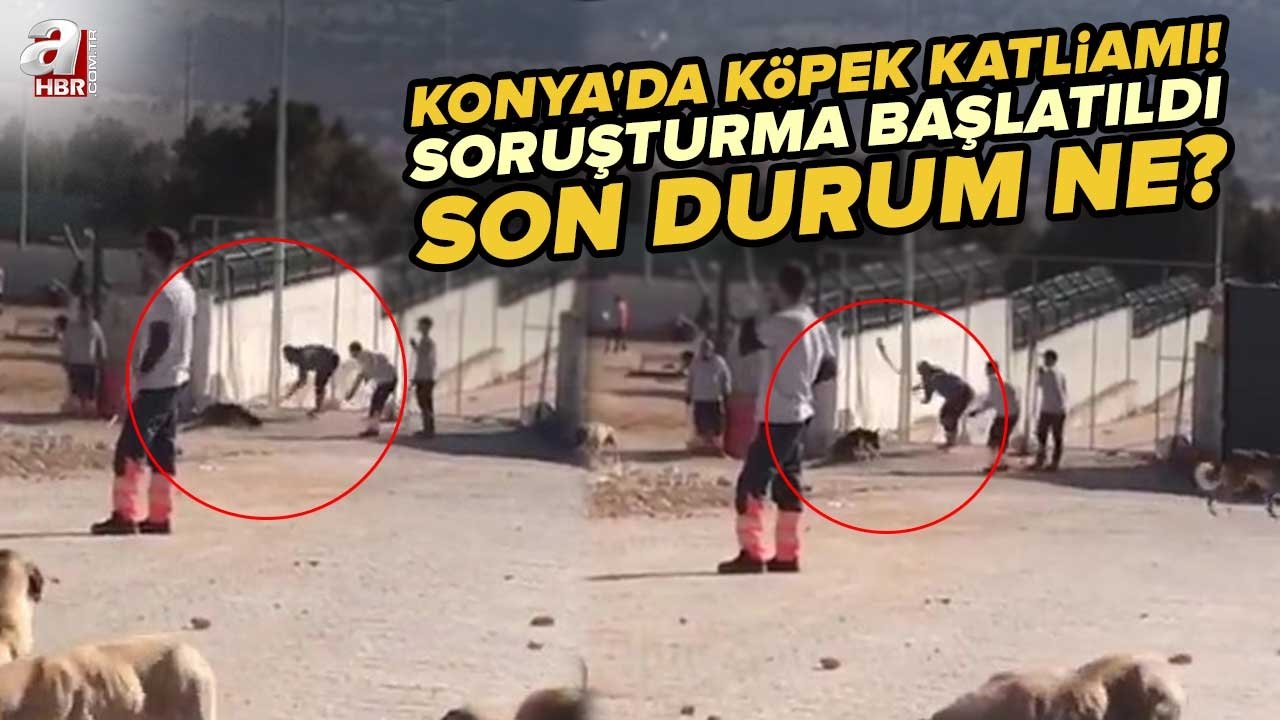 Update Link Konya Köpek Konya Köpek Katliamı Video Twitter
