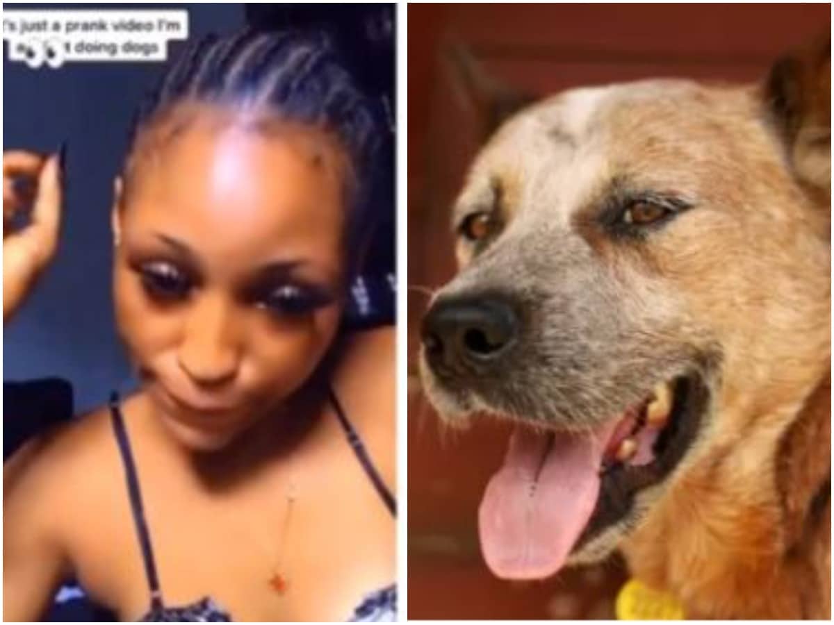 Link Viral Video Of A Lady Sleeping With A Dog Kisii Teachers Viral Video Latest