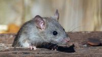 Cara Mengusir Tikus Dari Rumah