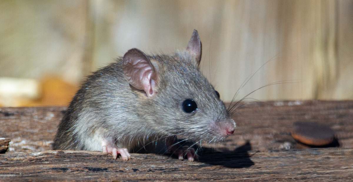 Cara Mengusir Tikus Dari Rumah